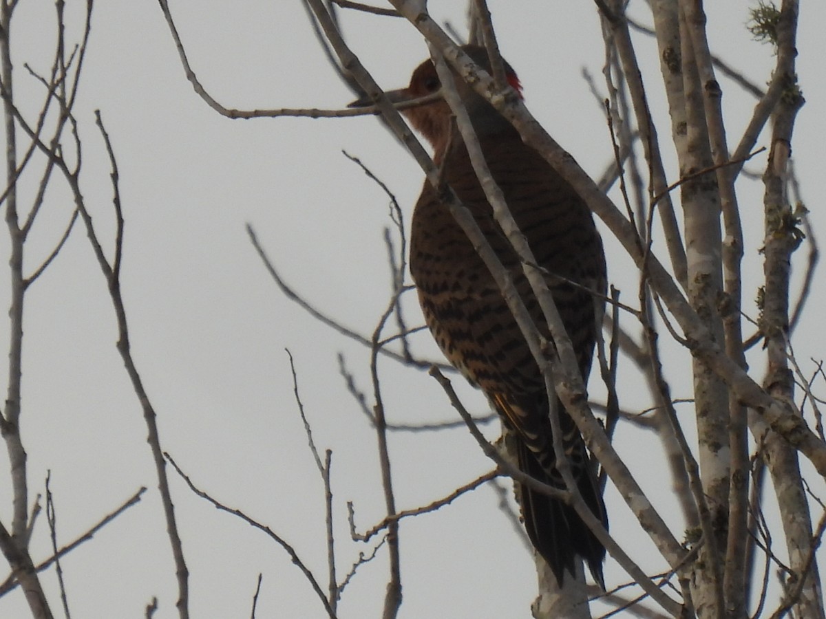 Northern Flicker - ML646494111