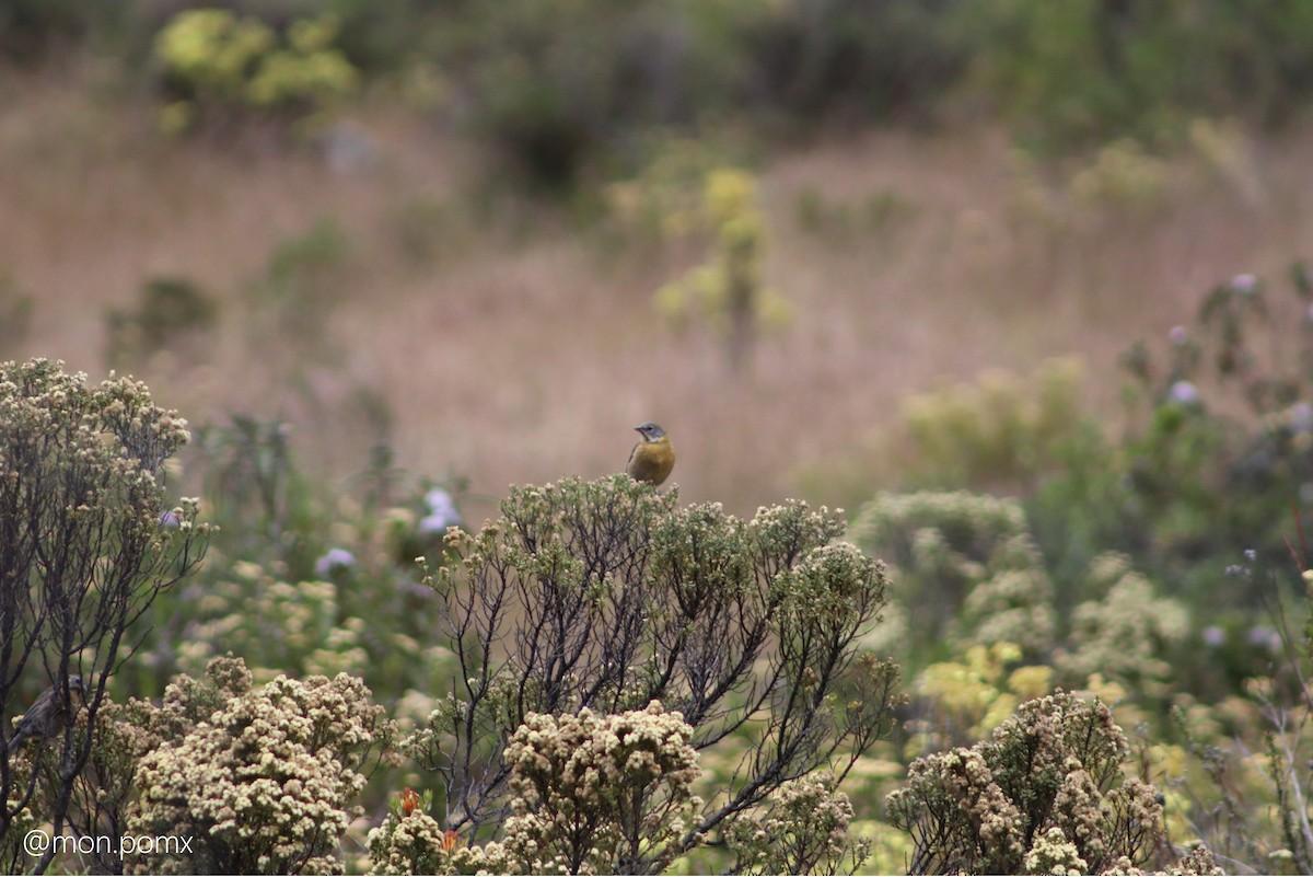Peru And İspinozu - ML646494117