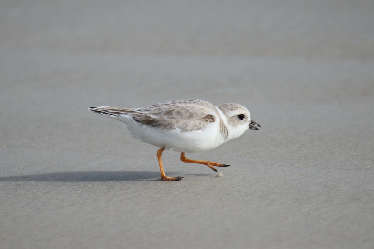 Piping Plover - ML646494118