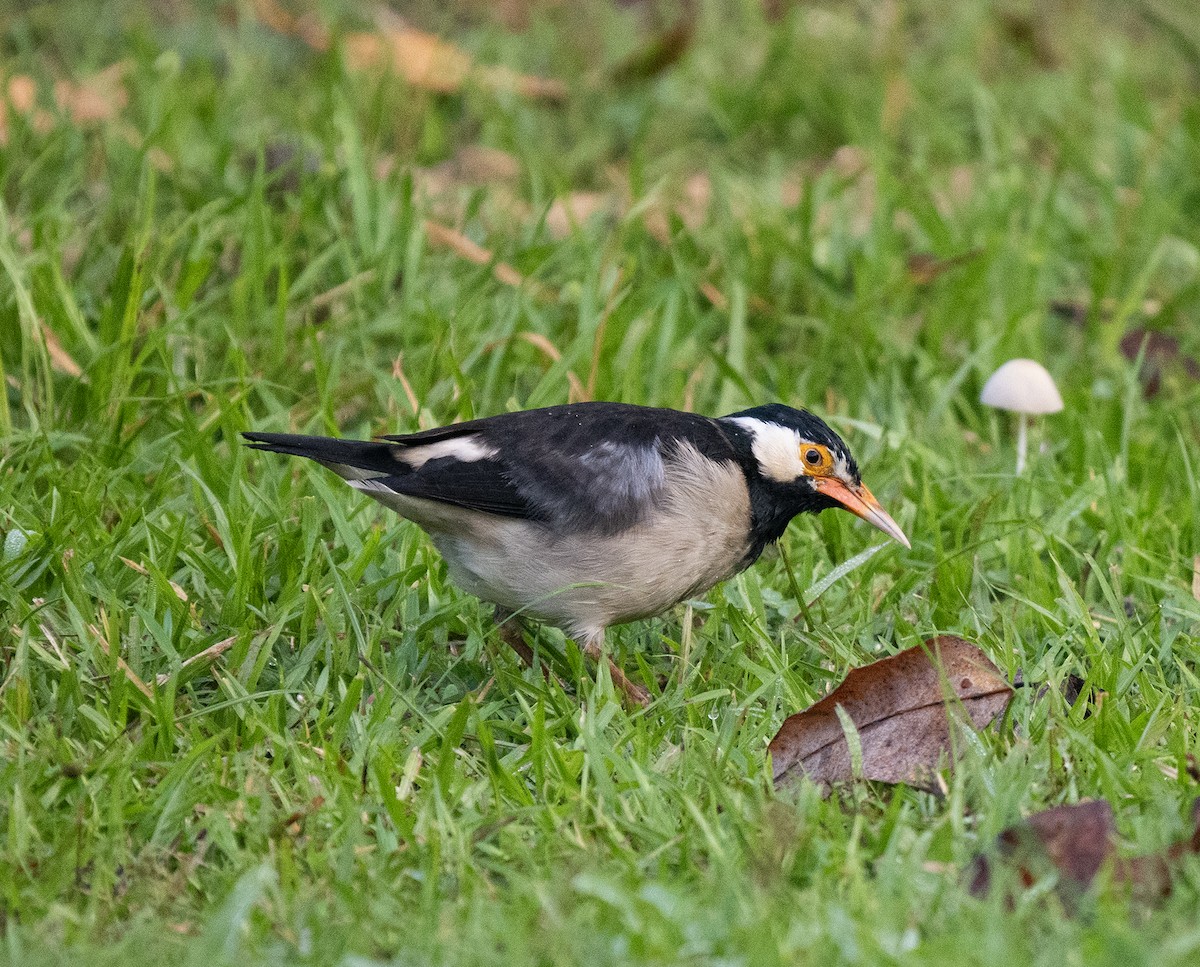 Indian Pied Starling - ML646494119