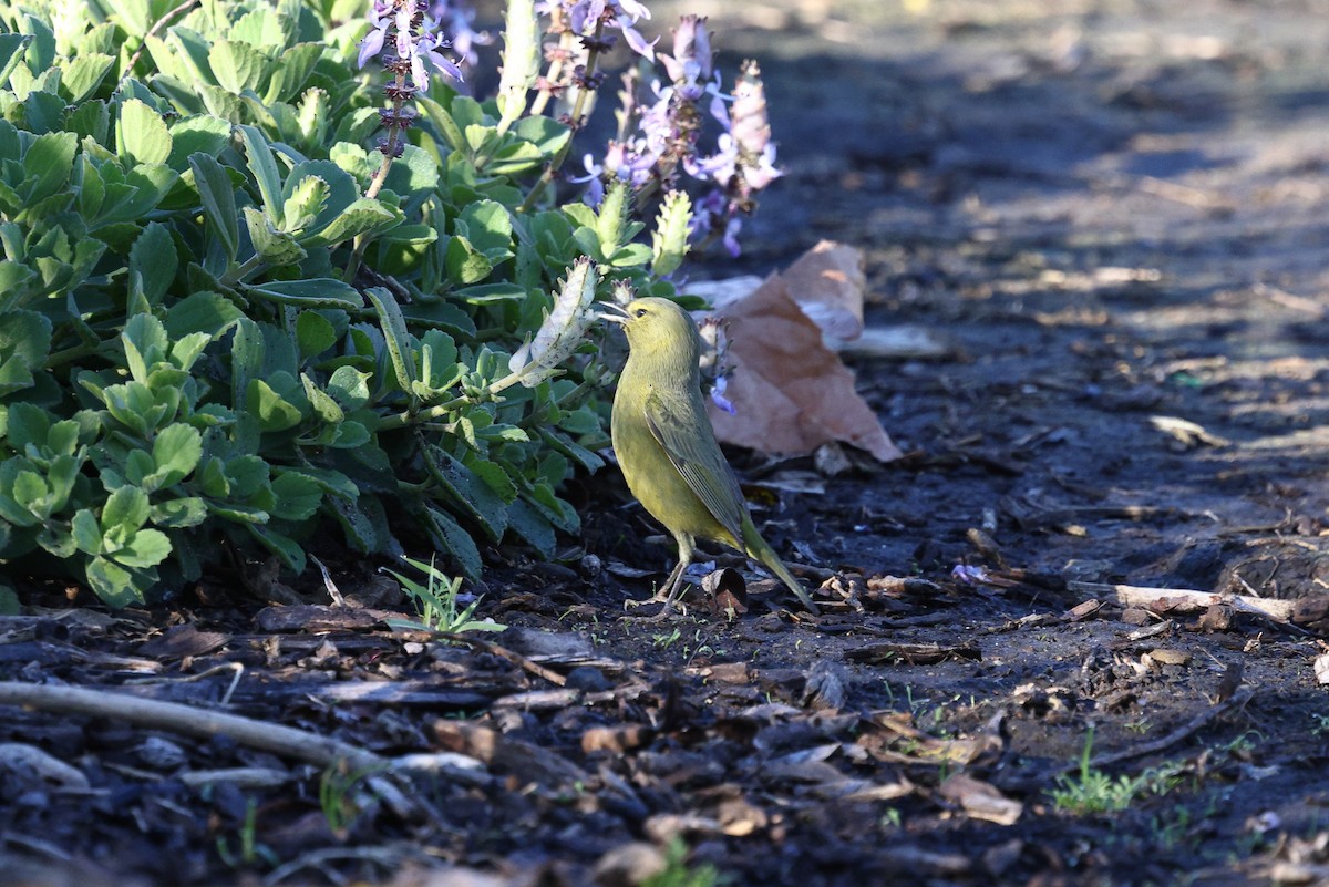 Orangefleck-Waldsänger (lutescens) - ML646494120