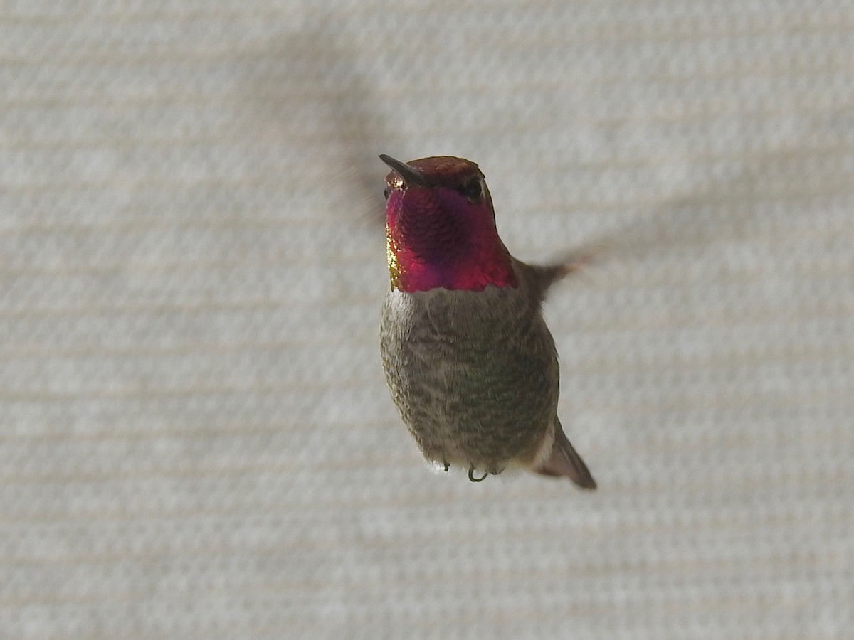 Kolibri, unbestimmt - ML646494121