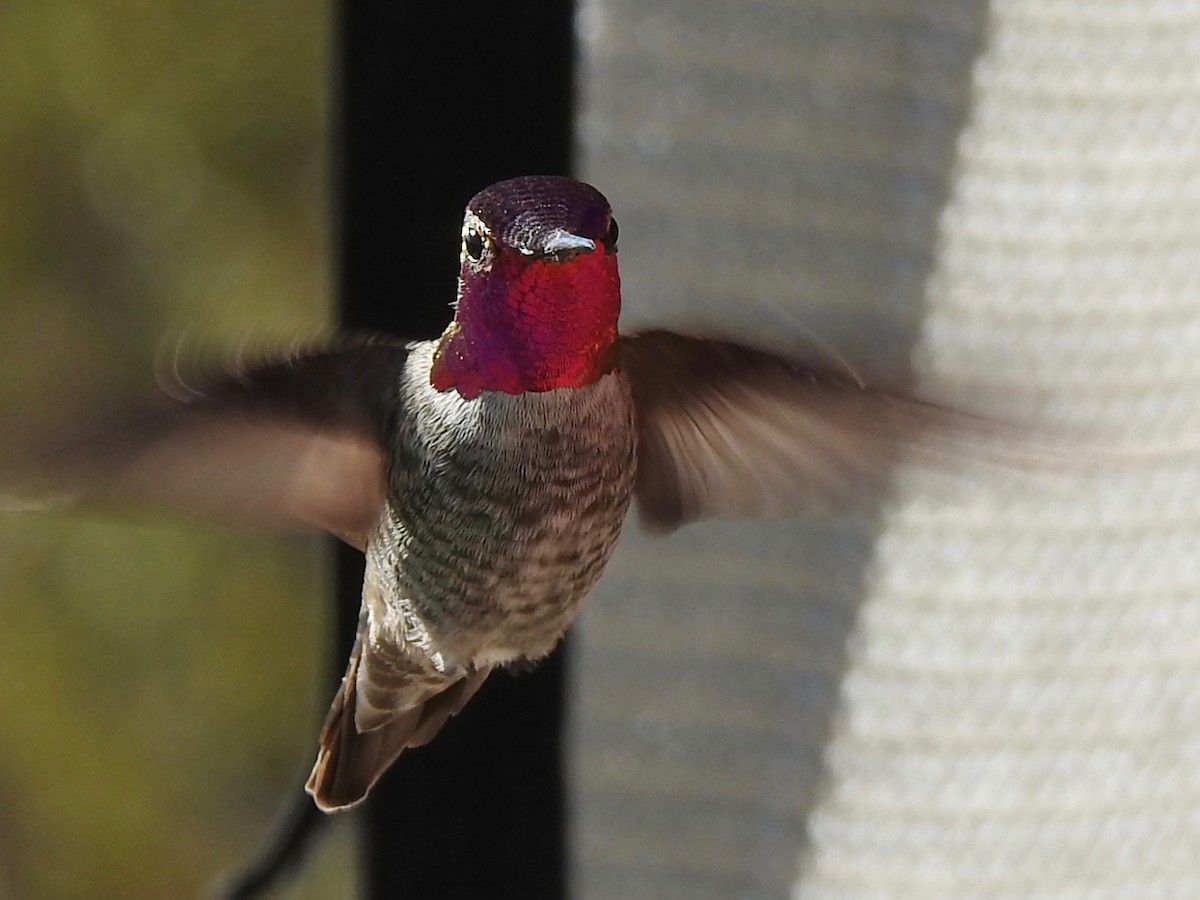 Kolibri, unbestimmt - ML646494124