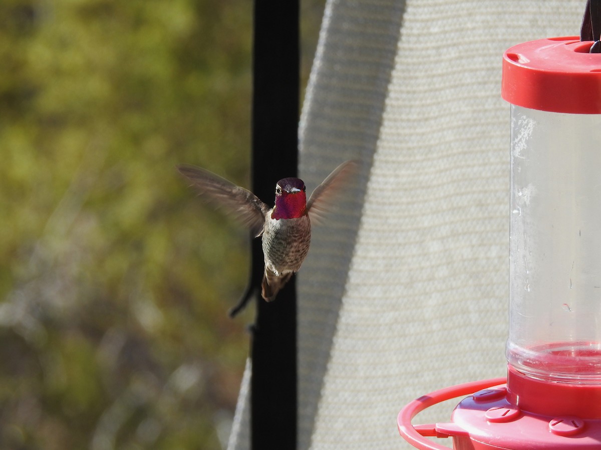 hummingbird sp. - ML646494126