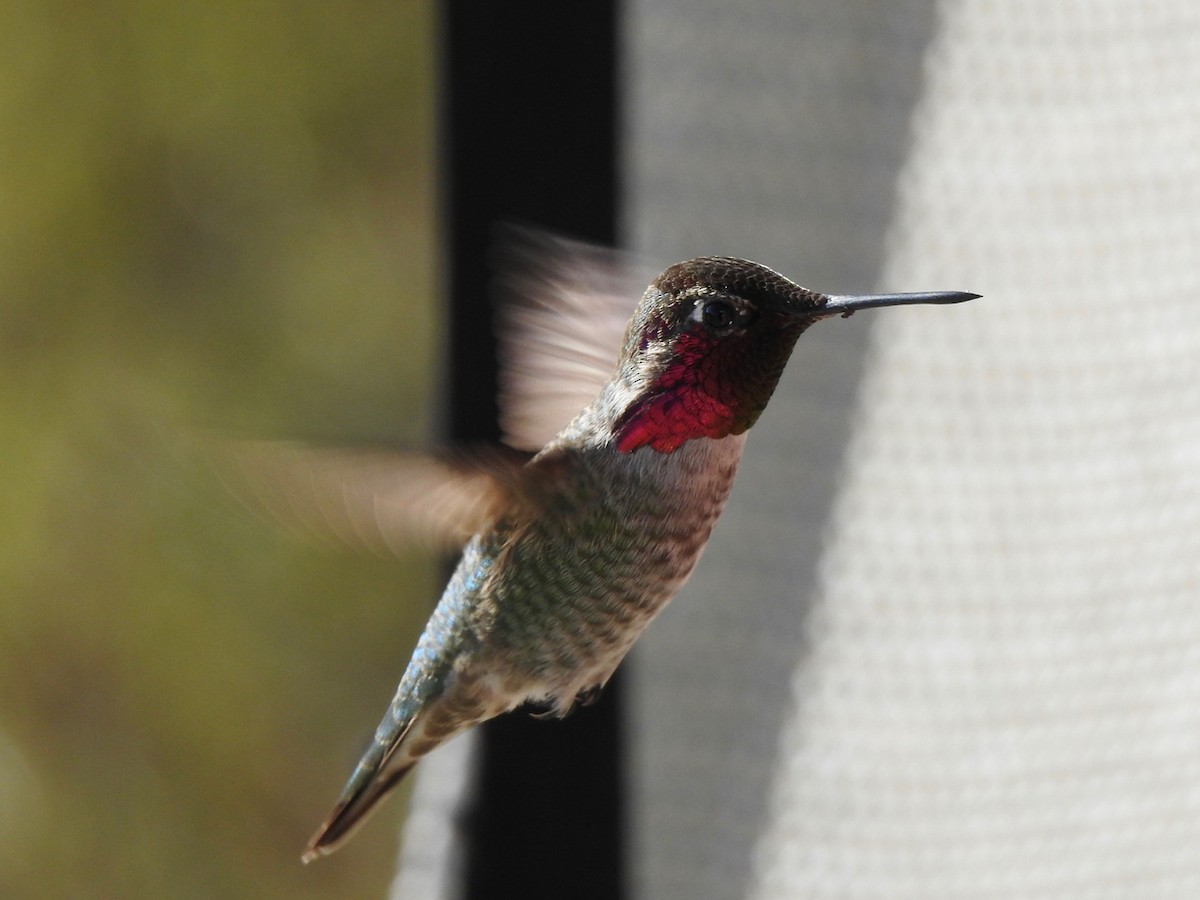 hummingbird sp. - ML646494129