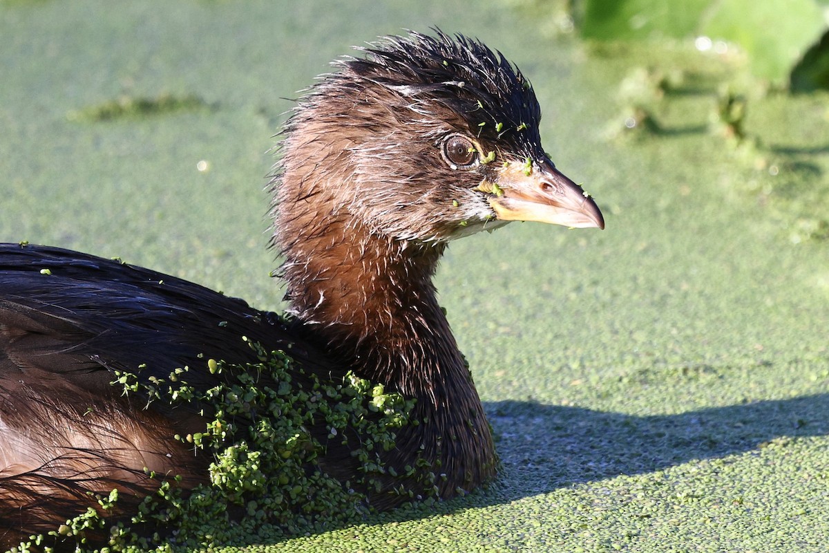 Pied-billed Grebe - ML646494130