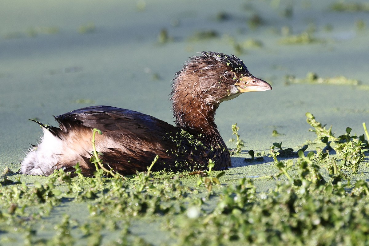 Pied-billed Grebe - ML646494131