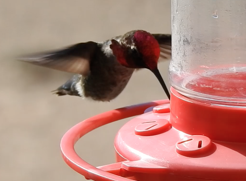 hummingbird sp. - ML646494132