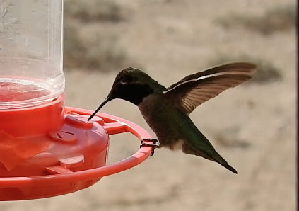 hummingbird sp. - ML646494134