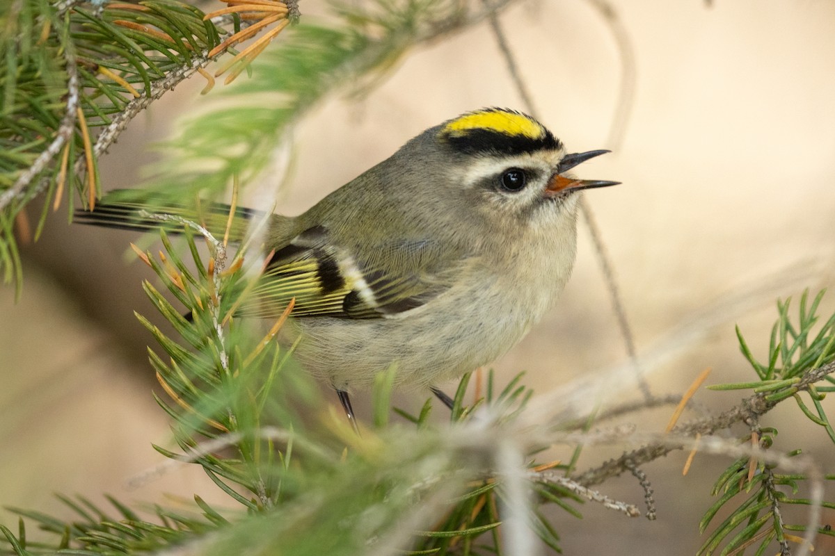 Golden-crowned Kinglet - ML646494135