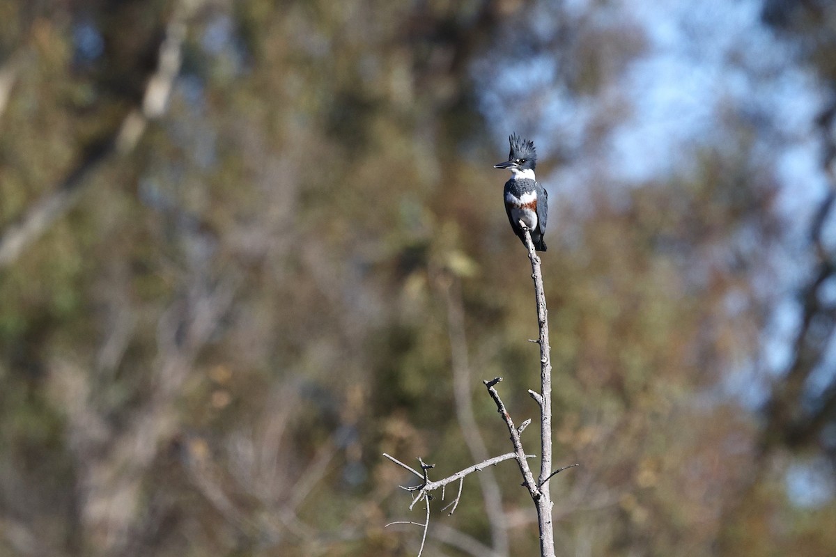 Belted Kingfisher - ML646494136