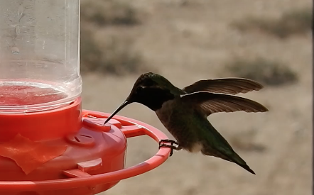 hummingbird sp. - ML646494137