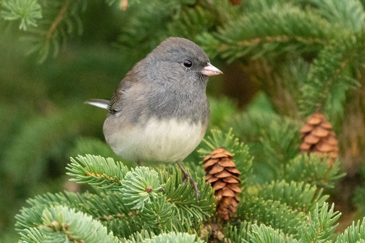 Golden-crowned Kinglet - ML646494138