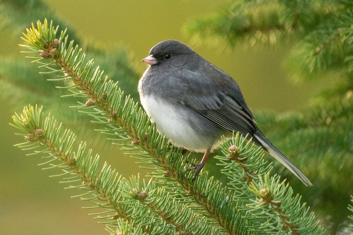 Golden-crowned Kinglet - ML646494139