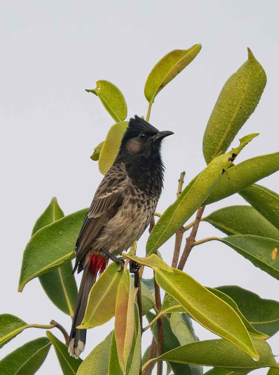 Red-vented Bulbul - ML646494140