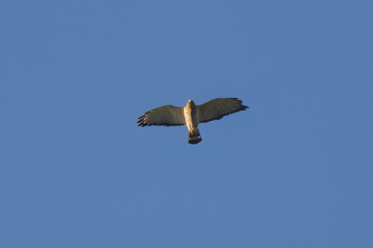 Broad-winged Hawk - ML646494141