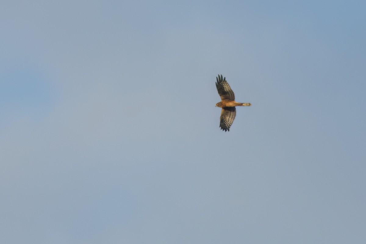 Northern Harrier - ML646494143
