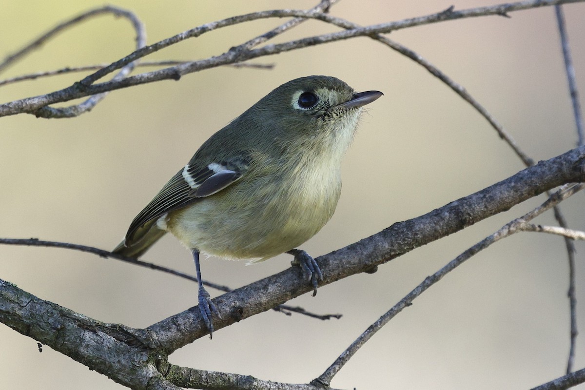 Hutton's Vireo - ML646494145