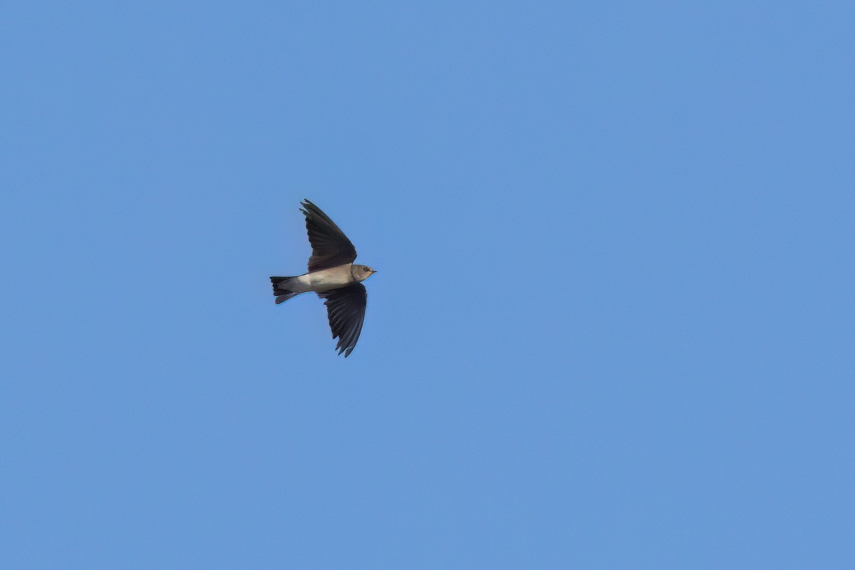 Northern Rough-winged Swallow - ML646494148