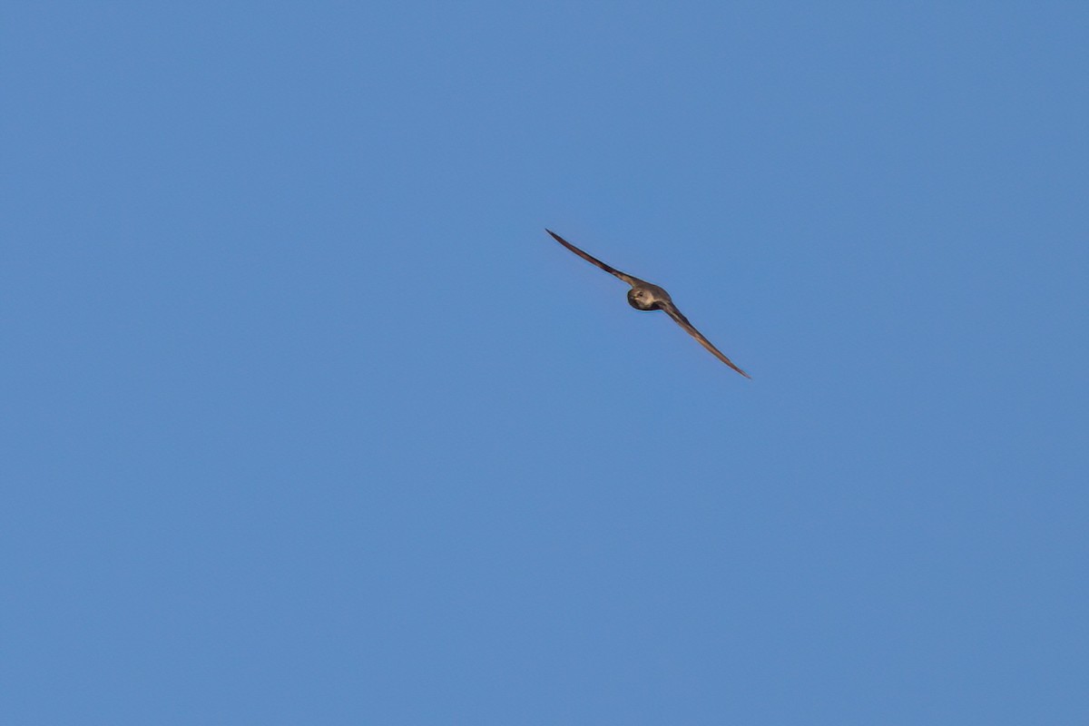 Northern Rough-winged Swallow - ML646494149