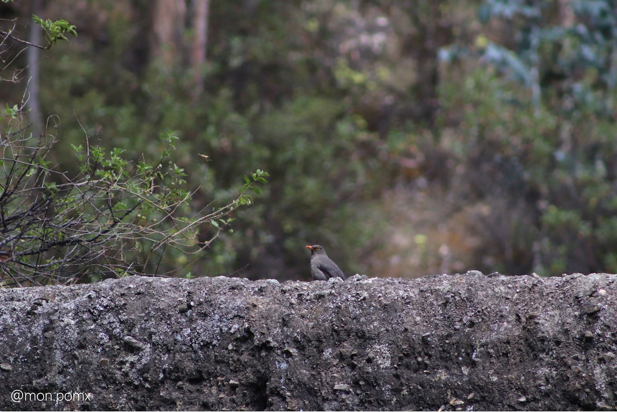 Great Thrush - ML646494150