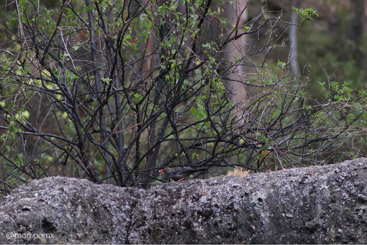 Great Thrush - ML646494152