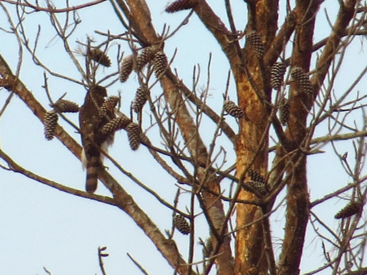 Cooper's Hawk - ML646494153