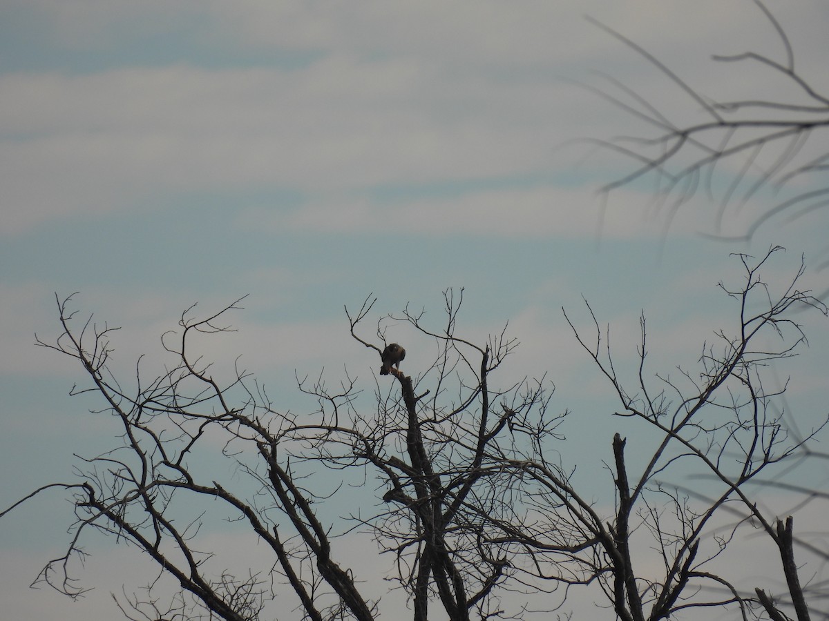 Peregrine Falcon - ML646494155