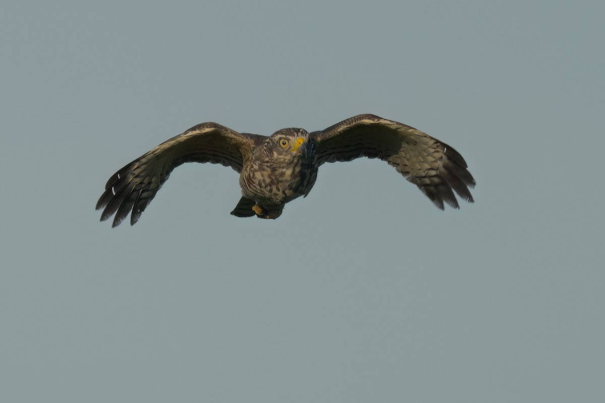 Roadside Hawk - ML646494156