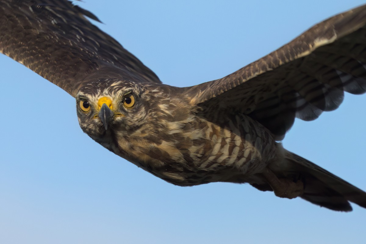 Roadside Hawk - ML646494157