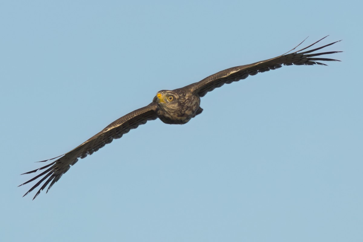 Roadside Hawk - ML646494158