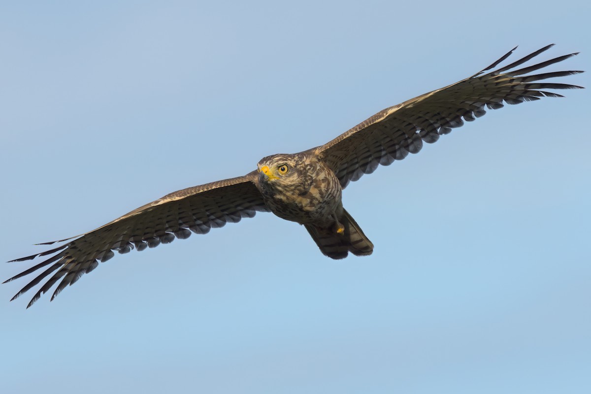 Roadside Hawk - ML646494159