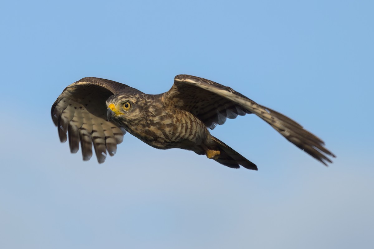 Roadside Hawk - ML646494160
