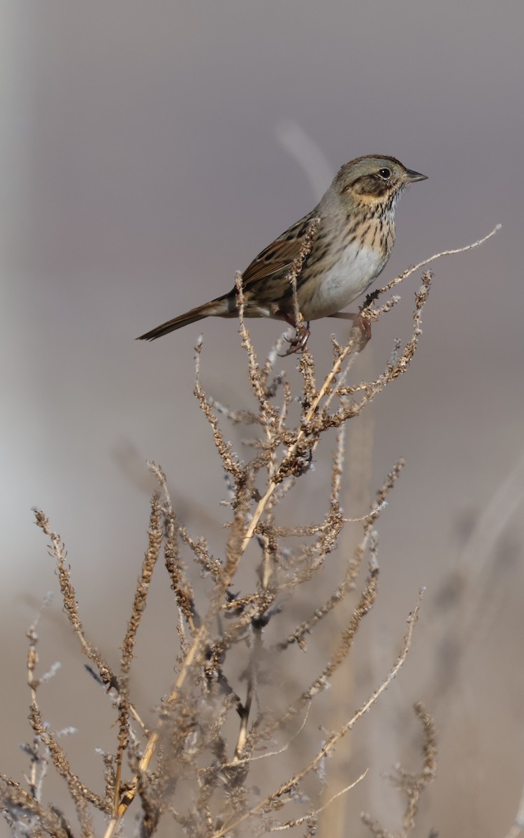 Lincoln's Sparrow - ML646494161