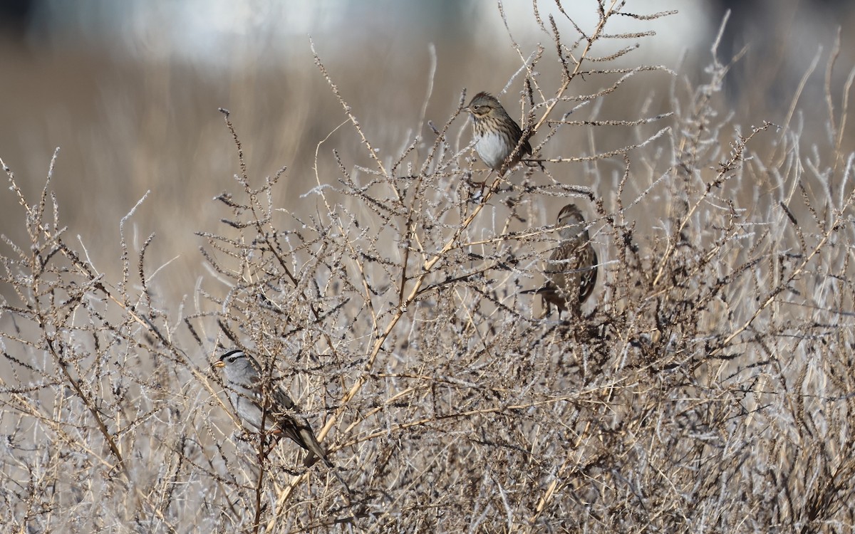 Lincoln's Sparrow - ML646494162