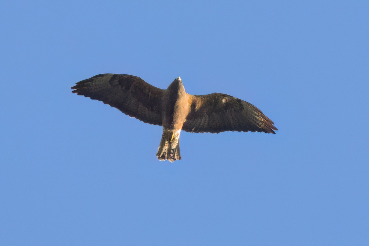 Swainson's Hawk - ML646494165