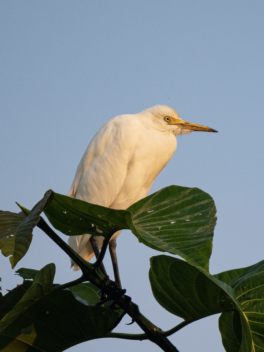 Eastern Cattle-Egret - ML646494170