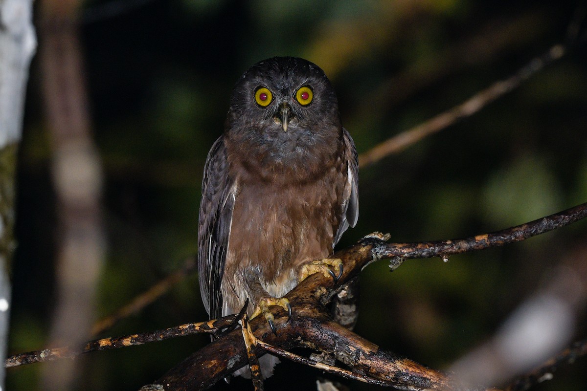 Одноцветная иглоногая сова - ML646494185