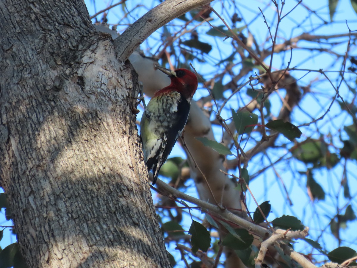 Red-breasted Sapsucker - ML646494189