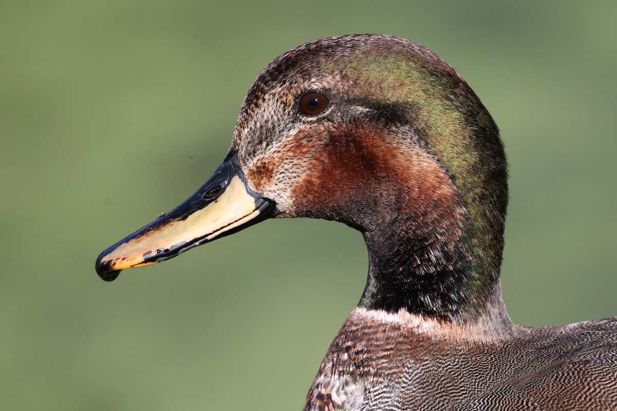 Schnatter- x Stockente (Hybrid) - ML646494190