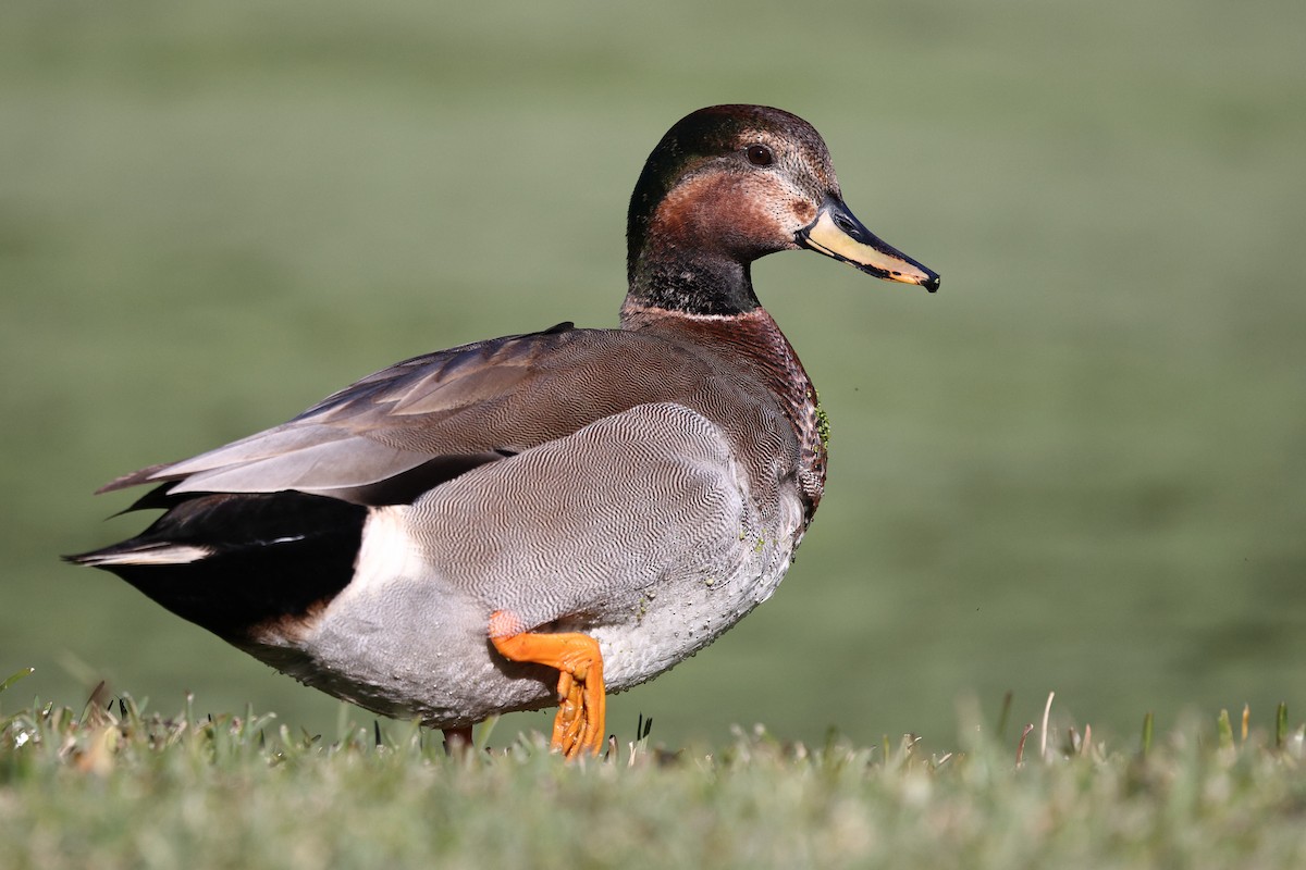 Schnatter- x Stockente (Hybrid) - ML646494191