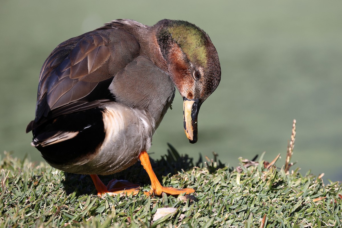 Schnatter- x Stockente (Hybrid) - ML646494192