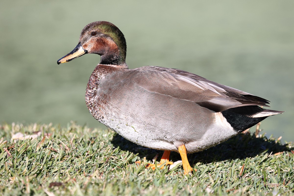 Schnatter- x Stockente (Hybrid) - ML646494193