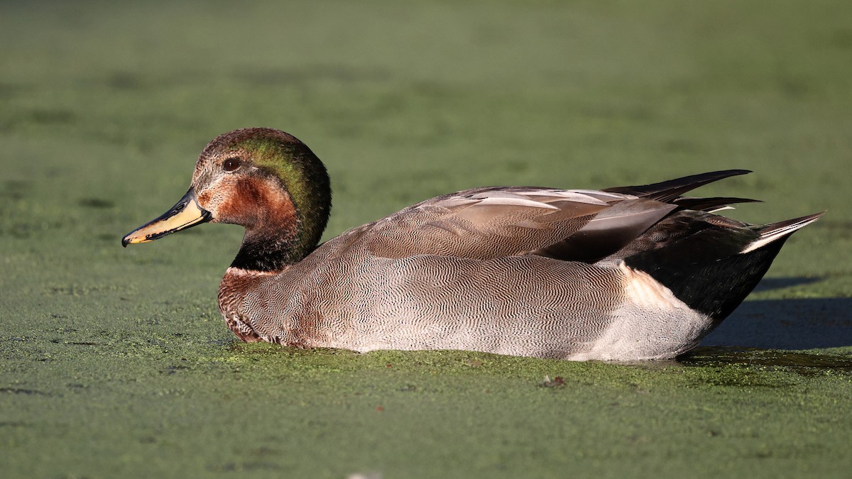 Schnatter- x Stockente (Hybrid) - ML646494195