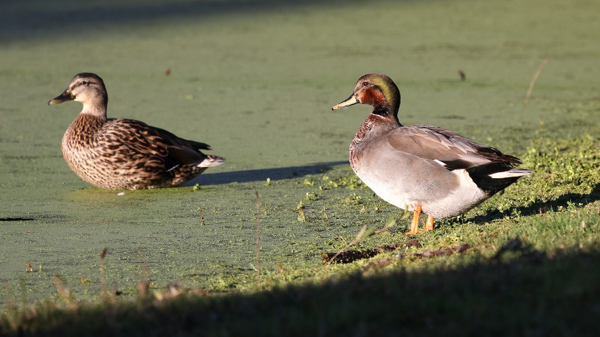 Schnatter- x Stockente (Hybrid) - ML646494196