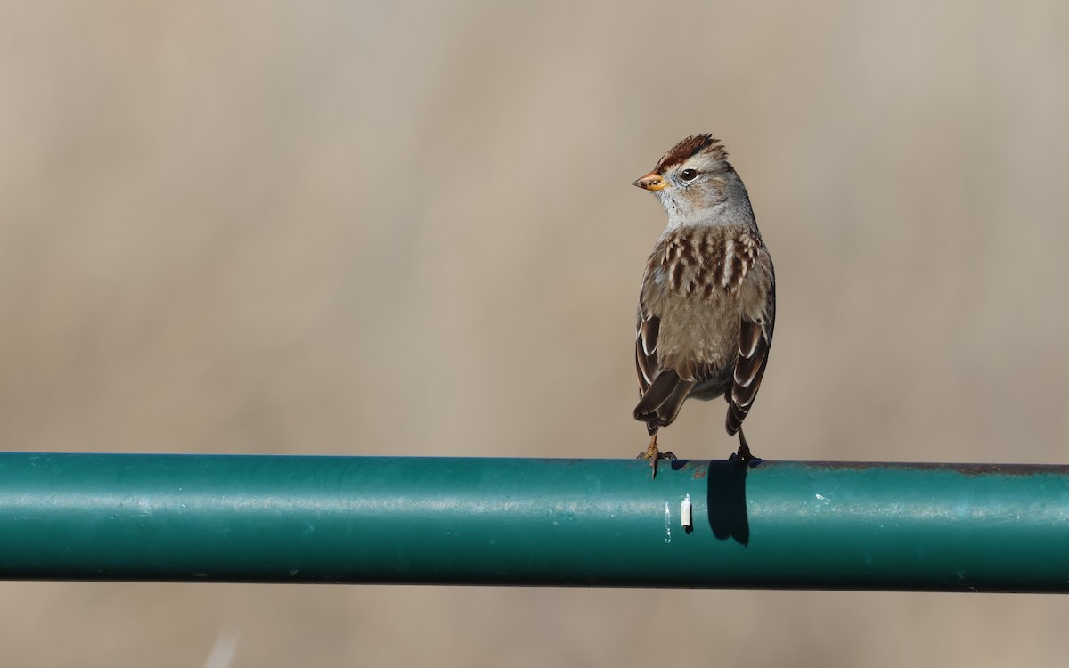 White-crowned Sparrow - ML646494197