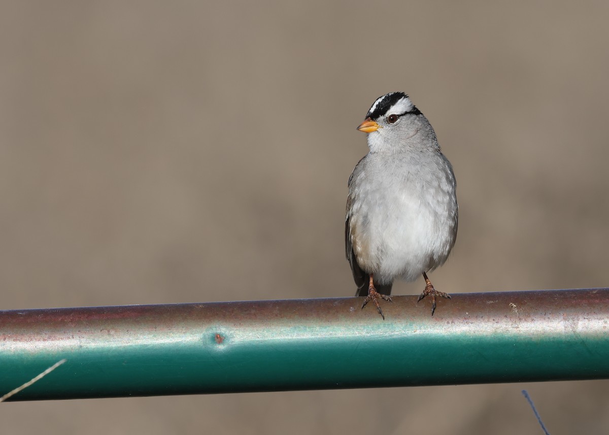 White-crowned Sparrow - ML646494198