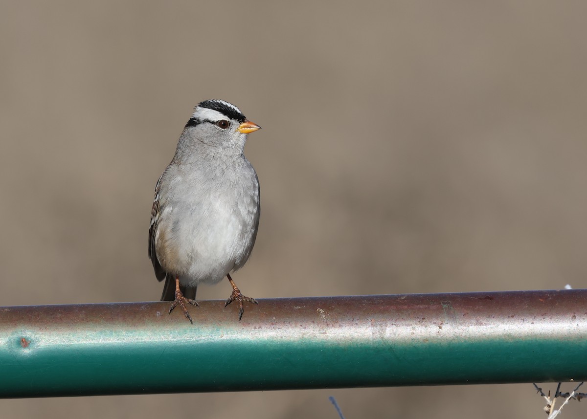 White-crowned Sparrow - ML646494199