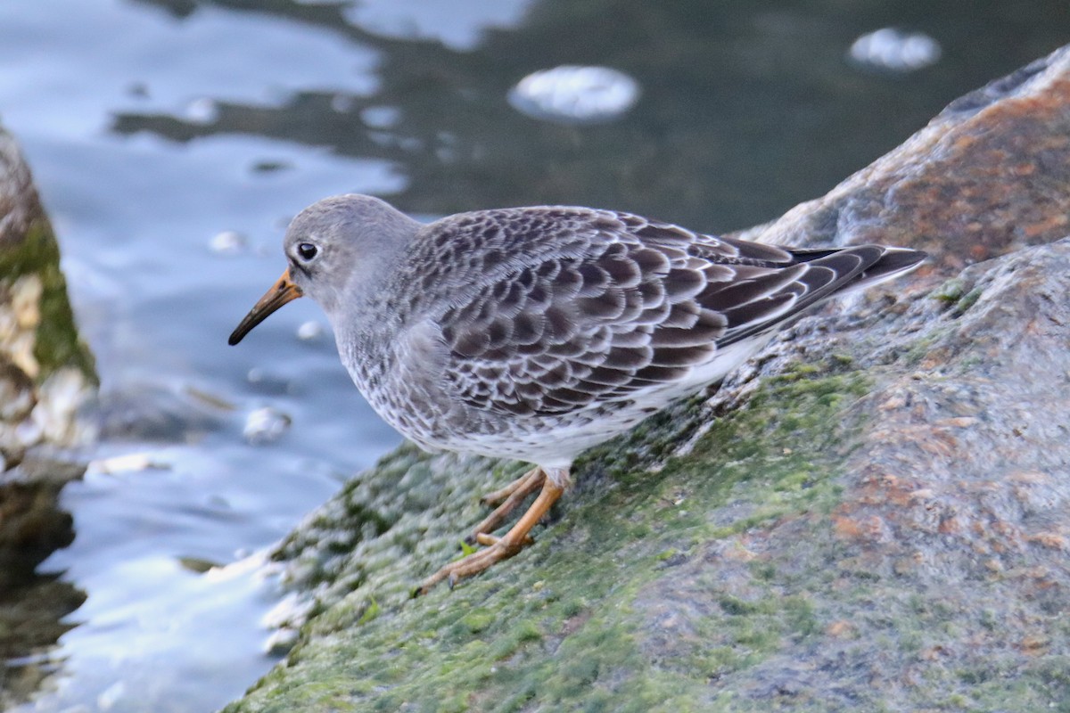 Purple Sandpiper - ML646494201