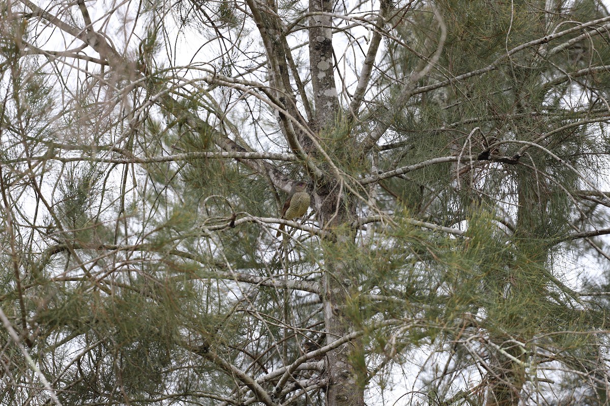 Satin Bowerbird - ML646494203